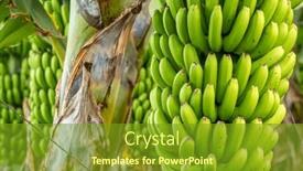  Presentation with plantation - PPT theme enhanced with green-bananas-growing-on-trees background and a tawny brown colored foreground