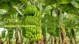  Presentation with green - Theme having green-bananas-growing-on-trees background and a tawny brown colored foreground