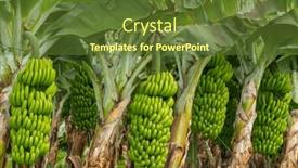  Presentation with green - PPT layouts having green-bananas-growing-on-trees and a  colored foreground