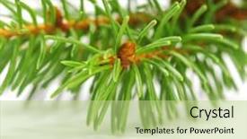  Presentation with fir tree - Presentation featuring green banch of fir tree isolated on white background background and a mint green colored foreground