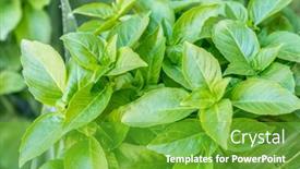 Presentation with herbs - Colorful presentation design enhanced with green-basil-herbs-large-bunch backdrop and a shamrock green colored foreground