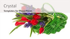  Presentation with purple green - Theme featuring green basket filled with red tulips and purple hyacinths isolated over white background and a sky blue colored foreground