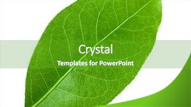  Presentation with green leaf - Beautiful slides featuring green bay - laurel leaf isolated on white backdrop and a shamrock green colored foreground