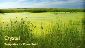  Presentation with green algae - Colorful presentation enhanced with green bayou backdrop and a tawny brown colored foreground
