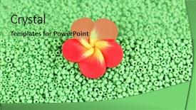  Presentation with lime green and white flower - Amazing presentation theme having green beads with decorative handmade backdrop and a  colored foreground