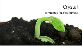  Presentation with white green - Beautiful PPT theme featuring green bean seedlings in soil backdrop and a white colored foreground