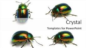  Presentation with white green - Beautiful theme featuring green beetle isolated on white backdrop and a white colored foreground