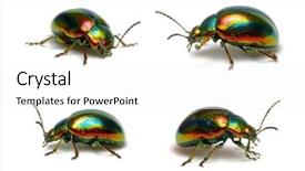  Presentation with white and green generic - Slide set featuring green beetle isolated on white background and a white colored foreground