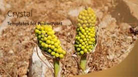  Presentation with seed growing - Cool new slide deck with green-berries-on-the-seed backdrop and a gold colored foreground