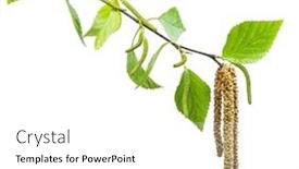  Presentation with food processing - Slide deck enhanced with green-birch-branch-on-white background and a white colored foreground