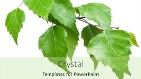  Presentation with food processing - Amazing PPT theme having green-birch-branch-on-white backdrop and a mint green colored foreground
