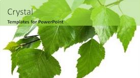  Presentation with white birch tree - PPT theme with green-birch-branch-on-white background and a yellow colored foreground