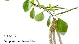  Presentation with white birch tree - Colorful slide set enhanced with green-birch-branch-on-white backdrop and a white colored foreground