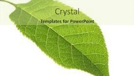  Presentation with green leaf - Presentation design featuring green-bird-cherry-prunus-padus background and a blonde colored foreground