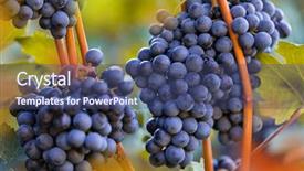  Presentation with grape vine black grapes - Theme featuring green blue purple berries - bunch of grapes background and a  colored foreground