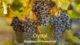  Presentation with vineyard - Colorful PPT theme enhanced with green blue purple berries - bunch of grapes backdrop and a  colored foreground