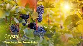  Presentation with grape vine black grapes - PPT theme featuring green blue purple berries - bunch of grapes background and a  colored foreground