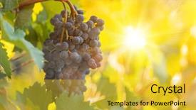  Presentation with vineyard - PPT theme with green blue purple berries - bunch of grapes background and a  colored foreground