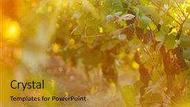  Presentation with vineyard - Cool new presentation theme with green blue purple berries - bunch of grapes backdrop and a  colored foreground