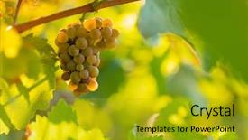  Presentation with purple green - Slides with green blue purple berries - bunch of grapes background and a  colored foreground