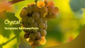  Presentation with grape vine wine grapes - Colorful theme enhanced with green blue purple berries - bunch of grapes backdrop and a  colored foreground