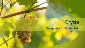  Presentation with grape vine wine grapes - PPT theme having green blue purple berries - bunch of grapes background and a  colored foreground