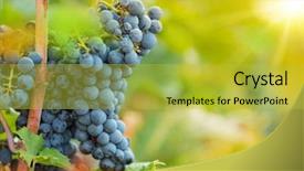  Presentation with vineyard - Beautiful presentation theme featuring green blue purple berries - bunch of grapes backdrop and a  colored foreground