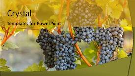  Presentation with vineyard - Slides enhanced with green blue purple berries - bunch of grapes background and a gold colored foreground