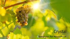  Presentation with vineyard - Amazing theme having green blue purple berries - bunch of grapes backdrop and a gold colored foreground