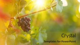  Presentation with vineyard - Beautiful slides featuring green blue purple berries - bunch of grapes backdrop and a gold colored foreground