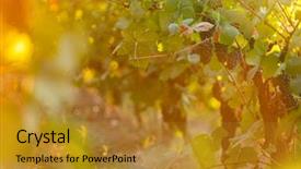  Presentation with grape vine black grapes - Theme with green blue purple berries - bunch of grapes background and a gold colored foreground