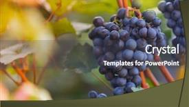  Presentation with grape vine black grapes - Colorful PPT layouts enhanced with green blue purple berries - bunch of grapes backdrop and a  colored foreground