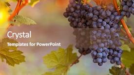  Presentation with grape vine black grapes - Slide deck with green blue purple berries - bunch of grapes background and a coral colored foreground