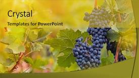  Presentation with grape vine black grapes - Colorful PPT theme enhanced with green blue purple berries - bunch of grapes backdrop and a yellow colored foreground