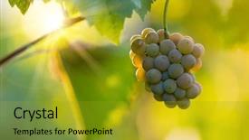  Presentation with vineyard - Audience pleasing slides consisting of green blue purple berries - bunch of grapes backdrop and a gold colored foreground