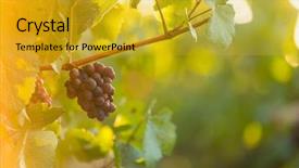  Presentation with grape vine black grapes - Theme featuring green blue purple berries - bunch of grapes background and a gold colored foreground