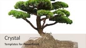  Presentation with bonsai - Slide deck enhanced with green bonsai pine tree isolated background and a coral colored foreground