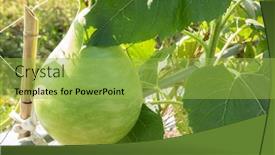  Presentation with going green - Colorful slide set enhanced with green-bottle-gourd backdrop and a yellow colored foreground