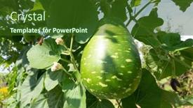  Presentation with green tree - Amazing presentation having green-bottle-gourd backdrop and a tawny brown colored foreground