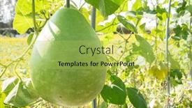  Presentation with green tree - Presentation theme having green-bottle-gourd background and a yellow colored foreground