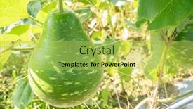  Presentation with green tree - Cool new PPT theme with green-bottle-gourd backdrop and a yellow colored foreground