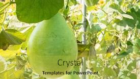  Presentation with green tree - Cool new presentation with green-bottle-gourd backdrop and a yellow colored foreground