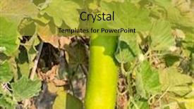  Presentation with bottle - Amazing presentation design having green bottle gourd in the garden backdrop and a gold colored foreground