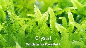  Presentation with fern - Theme enhanced with green-bracken-lush-fern-growing background and a tawny brown colored foreground