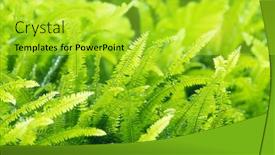  Presentation with fern - Colorful slide deck enhanced with green-bracken-lush-fern-growing backdrop and a yellow colored foreground