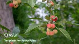  Presentation with green apples - Cool new PPT theme with green branch in the garden backdrop and a tawny brown colored foreground