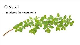  Presentation with white green - Slide set enhanced with green branch isolated on white background and a white colored foreground