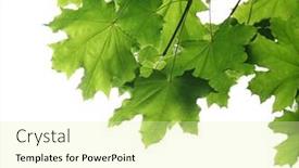  Presentation with white and green generic - Presentation design consisting of green branches isolated on white background and a blonde colored foreground