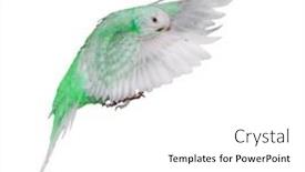  Presentation with white green - PPT layouts enhanced with green-budgerigar-isolated-on-white background and a white colored foreground