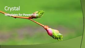  Presentation with stem - Presentation theme with green buds on stem of spring tree macro background and a seafoam green colored foreground